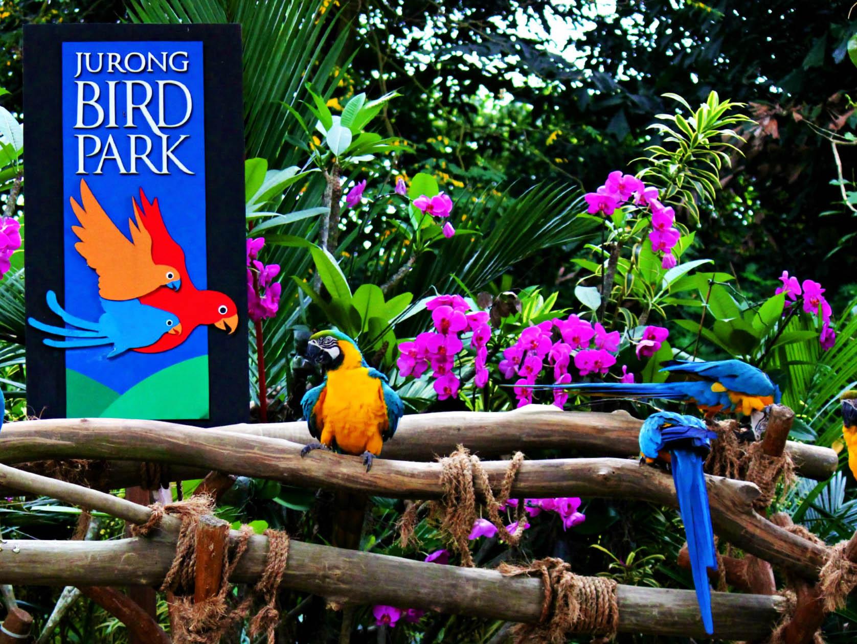 Bali Bird Park Tempat Terbaik untuk Belajar Tentang Burung Tropis